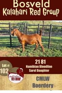 1X KALAHARI RED LAM POTENTIAL STUD OOI/EWE CMLW BOERDERY