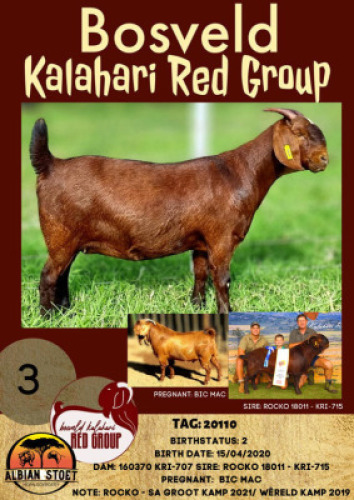1X KALAHARI RED OOI/EWE FLOCK ON COLOURALBIE HORN