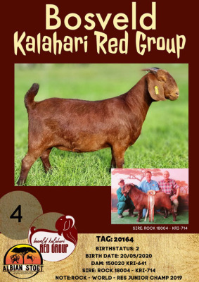 1X KALAHARI RED OOI/EWE FLOCK ALBIE HORN