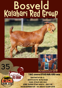 1X KALAHARI RED OOI/EWE STUD ALBIE HORN