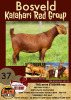 1X KALAHARI RED OOI/EWE STUD ALBIE HORN