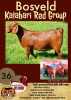 1X KALAHARI RED OOI/EWE FLOCK ALBIE HORN