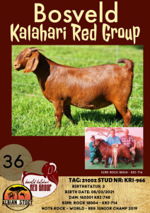 1X KALAHARI RED OOI/EWE FLOCK ALBIE HORN