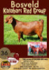1X KALAHARI RED OOI/EWE FLOCK ALBIE HORN
