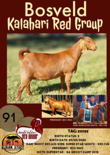 1X KALAHARI RED OOI/EWE FLOCK ALBIE HORN