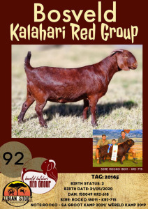 1X KALAHARI RED OOI/EWE FLOCK ALBIE HORN