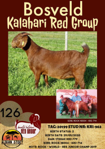 1X KALAHARI RED OOI/EWE STUD ALBIE HORN