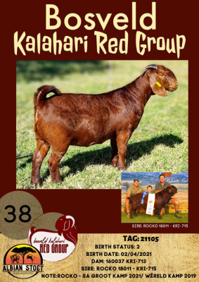 1X KALAHARI RED OOI/EWE FLOCK ON COLOUR ALBIE HORN