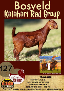 1X KALAHARI RED OOI/EWE STUD ALBIE HORN