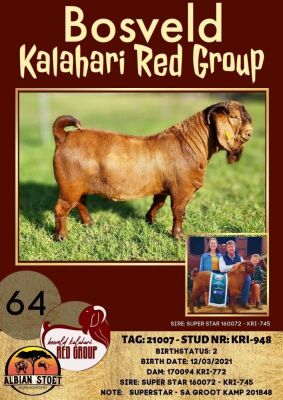 1X KALAHARI RED RAM STUD ALBIE HORN