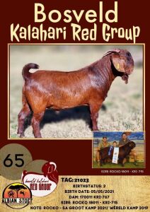 1X KALAHARI RED POTENTIAL STUD RAM ALBIE HORN