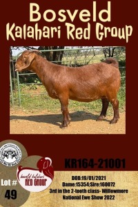 1X KALAHARI RED OOI/EWE STUD MYL 50