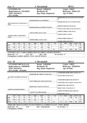 1 x BRAHMAN BULL LBS18181 LETSOMO BRAHMAN STUD