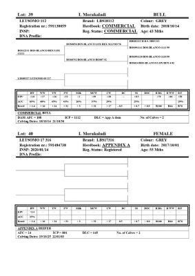 1 x BRAHMAN HEIFER LBS17316 LETSOMO BRAHMAN STUD