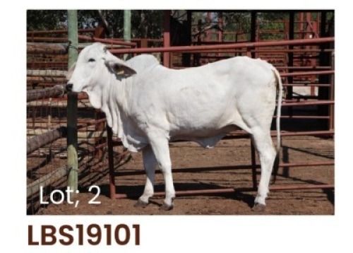 1 x BRAHMAN HEIFER LBS19101 LETSOMO BRAHMAN STUD