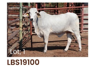 1 x BRAHMAN HEIFER LBS19100 LETSOMO BRAHMAN STUD