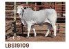 1 x BRAHMAN HEIFER LBS19109 LETSOMO BRAHMAN STUD