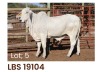 1 x BRAHMAN HEIFER LBS19104 LETSOMO BRAHMAN STUD