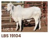 1 x BRAHMAN HEIFER LBS19104 LETSOMO BRAHMAN STUD - 2