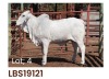 1 x BRAHMAN HEIFER LBS19121 LETSOMO BRAHMAN STUD