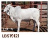 1 x BRAHMAN HEIFER LBS19121 LETSOMO BRAHMAN STUD - 2