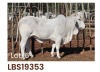 1 x BRAHMAN HEIFER LBS19353 LETSOMO BRAHMAN STUD