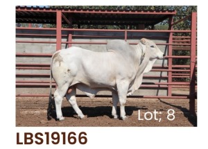 1 x BRAHMAN BULL LBS19166 LETSOMO BRAHMAN STUD