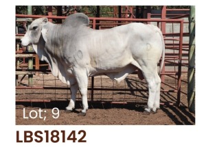 1 x BRAHMAN BULL LBS18142 LETSOMO BRAHMAN STUD