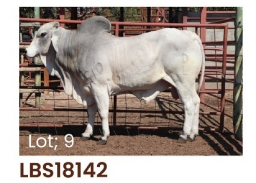 1 x BRAHMAN BULL LBS18142 LETSOMO BRAHMAN STUD
