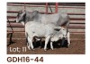 1 x BRAHMAN COW GDH1644 LETSOMO BRAHMAN STUD