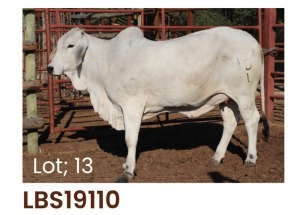 1 x BRAHMAN HEIFER LBS19110 LETSOMO BRAHMAN STUD