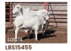 1 x BRAHMAN COW + CALF LBS15455 LETSOMO BRAHMAN STUD