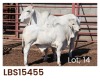 1 x BRAHMAN COW + CALF LBS15455 LETSOMO BRAHMAN STUD - 2