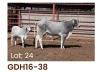 1 x BRAHMAN COW + CALF GDH1638 LETSOMO BRAHMAN STUD