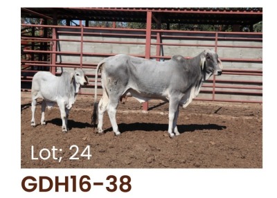 1 x BRAHMAN COW + CALF GDH1638 LETSOMO BRAHMAN STUD