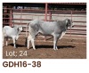 1 x BRAHMAN COW + CALF GDH1638 LETSOMO BRAHMAN STUD - 2