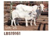 1 x BRAHMAN COW + CALF LBS19161 LETSOMO BRAHMAN STUD