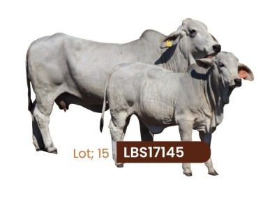 1 x BRAHMAN COW + CALF LBS17145 LETSOMO BRAHMAN STUD