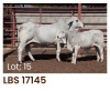 1 x BRAHMAN COW + CALF LBS17145 LETSOMO BRAHMAN STUD - 2