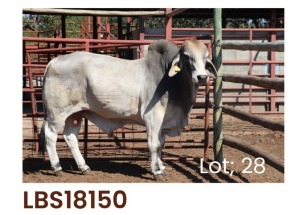 1 x BRAHMAN BULL LBS18150 LETSOMO BRAHMAN STUD