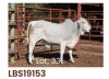 1 x BRAHMAN HEIFER LBS19153 LETSOMO BRAHMAN STUD