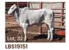 1 x BRAHMAN HEIFER LBS19151 LETSOMO BRAHMAN STUD