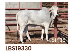 1 x BRAHMAN HEIFER LBS19330 LETSOMO BRAHMAN STUD