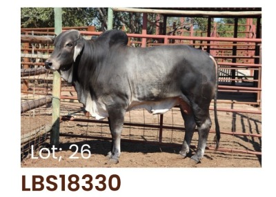 WITHDRAWN 1 x BRAHMAN BULL LBS18330 LETSOMO BRAHMAN STUD