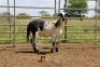 LOT 79 1X MEATMASTER OOI/EWE ELDERS RUST MEATMASTERS(PER STUK OM LOT TE NEEM/PER PIECE TO TAKE THE LOT) - 2