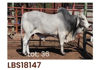 1 x BRAHMAN BULL LBS18147 LETSOMO BRAHMAN STUD