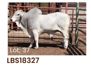 1 x BRAHMAN BULL LBS18327 LETSOMO BRAHMAN STUD