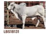 1 x BRAHMAN BULL LBS18131 LETSOMO BRAHMAN STUD