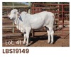 1 x BRAHMAN HEIFER LBS19149 LETSOMO BRAHMAN STUD