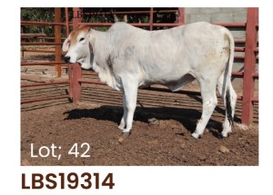 1 x BRAHMAN HEIFER LBS19314 LETSOMO BRAHMAN STUD